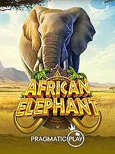 African Elephant�